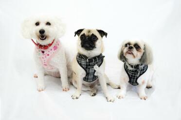Mischa, kobi & aj 