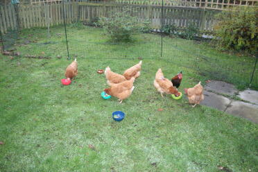 Sicherheit für das neue gras 