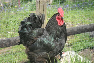 Australorpe Hahn