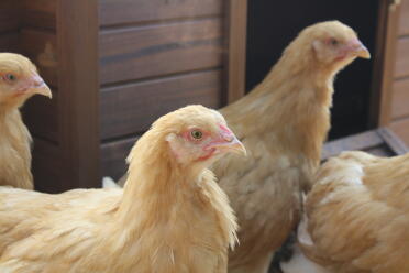 Young hens