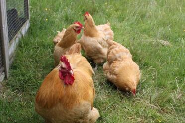 Buffs im Garten