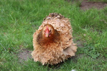 Chicken in garden