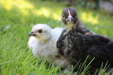 Pekin Chicks von Backyard Bounty
