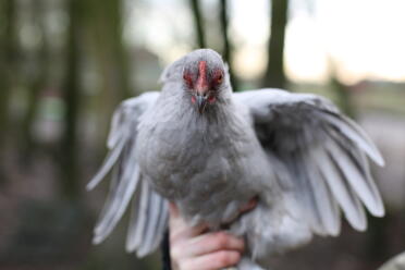 Pekin Henne