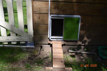 Autodoors make keeping chickens effortless!
