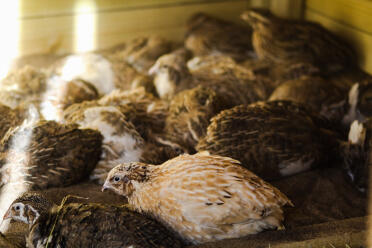 Quails make lovely pets!