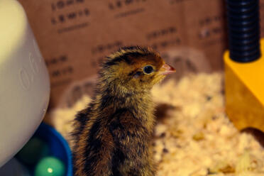 What an adorable quail chick!