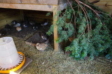 How about keeping quails of your own?