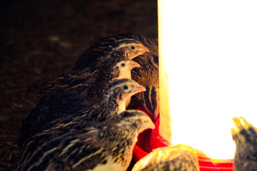 What lovely little birds!