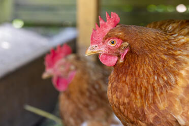 Rhode island red chickens have gorgeous feathers!