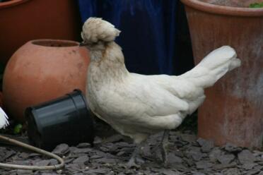 Polly the polish banatam crazy look crazy hen!