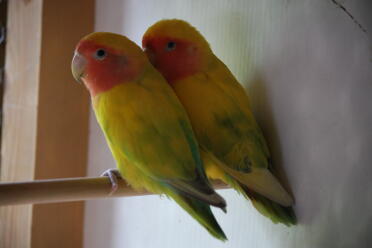 Do you recon these two parrots are lovebirds?