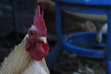 Obwohl Pixie klein sein mag, hat er eine riesige Persönlichkeit!