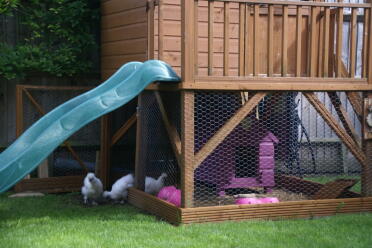 Unsere White Silkies erkunden ihr neues Zuhause