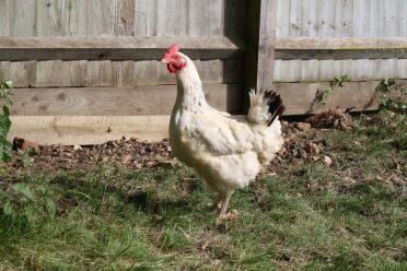 This hen is two years old.