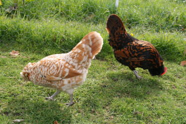Chamois und Gold Spangled Thüringer Zwerge