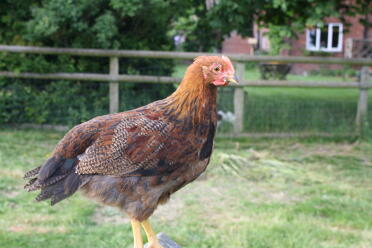 8 week old cockerel