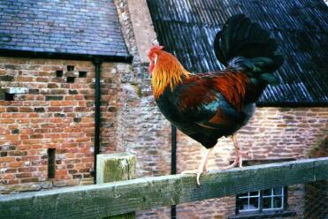 Chickens are great pets