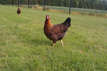 Welsummer Hen