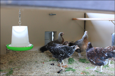 Inside chook house with Omlet auto door & light