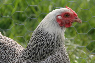 Silber Rebhuhn Wyandotte Bantam