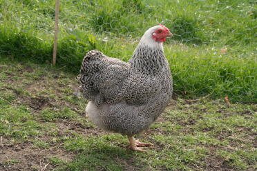 Silberes Rebhuhn Wyandotte Bantam