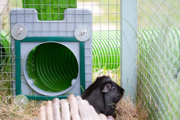 The door frame and door kit from the inside of the cage - the green mesh protectors do a great job of keeping the guinea pigs safe going back and forth