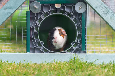 Jersey the Guinea Pig in her Omlet Zippi tunnel