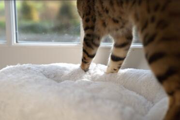 The Maya cat bed is really soft.