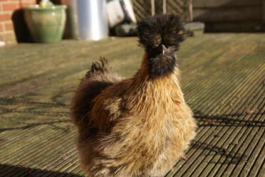 Bisto unser Lovely Bearded Patridge Silkie