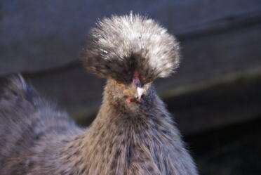 Bluebell Ethel unser Blue Silkie