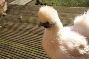 Snowbell unser weißer Silkie