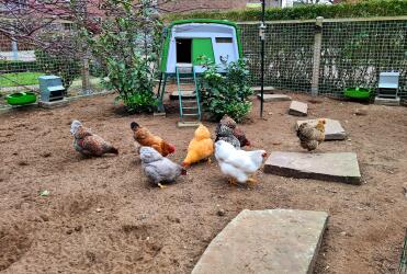 Happy chickens with Omlet
