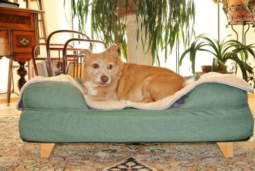 Dog sleeping on memory foam dog bed in teal blue with wooden feet