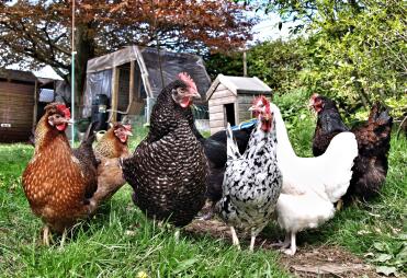 What a pretty flock of chickens.