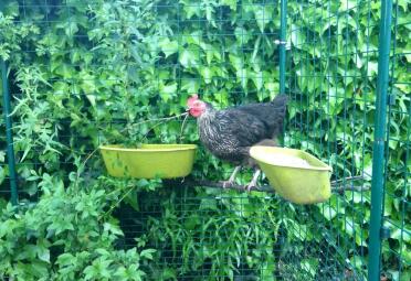 This is what I had to resort to for my new addition. Despite have 2feeders and drinkers, they would not let her near them