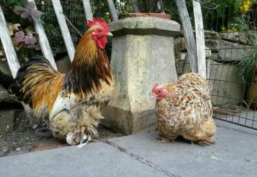 Millefleur Pekins