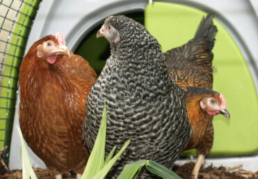first day with chickens - all three confused about eglu