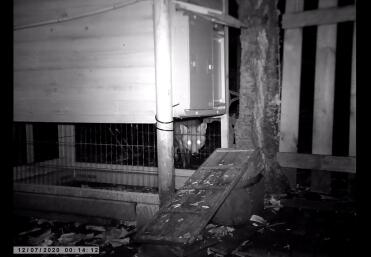 Fox at night