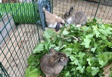 Rabbits love the tunnels