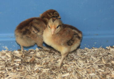 welbar chicks