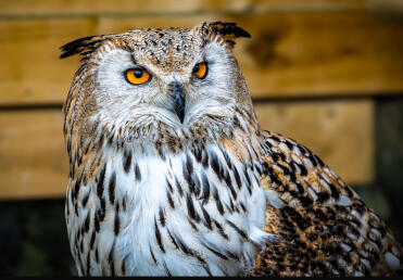 One of our Siberian Eagle owls 