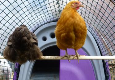 Muffy & Buffy, Choc & Buff Orpington Bantams