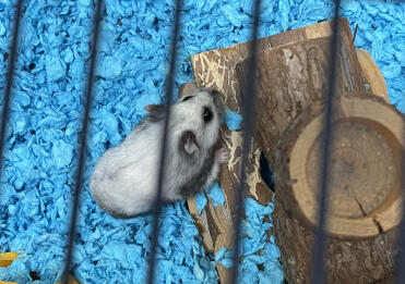 Lovely soft and vibrant blue Carefresh - perfect for little paws!