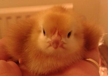 Eintägiges Rhode Island Red Chick