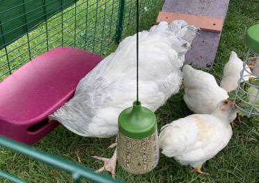 Chicken love having plenty to munch on!