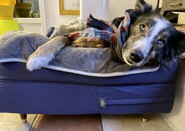 There is a bolster bed for every dog