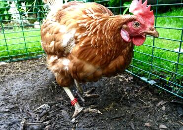 Mabel zeigt sich stilvoll in rot. 