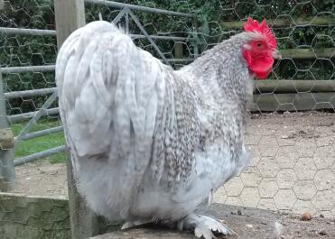 PEKIN