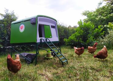 These hens love their cube!
